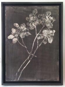 Fabrice Cazenave Herbier 1