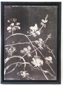 Fabrice Cazenave Herbier 2